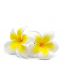 FRANGIPANI ABSOLUTE EĻĻA