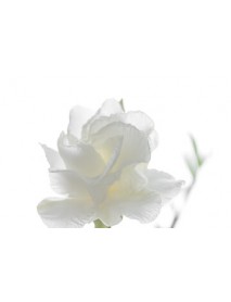 GARDÉNIJA ABSOLUTE EĻĻA