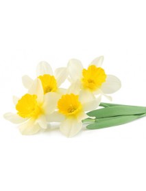 JONGUIL ABSOLUTE EĻĻA