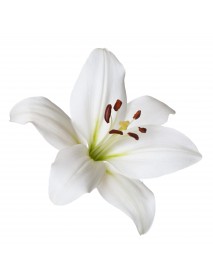 LILIJU  ABSOLUT  EĻĻA