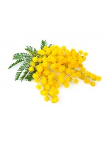 MIMOSA ABSOLUTE EĻĻA