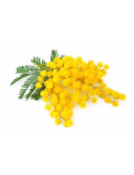 MIMOSA ABSOLUTE EĻĻA