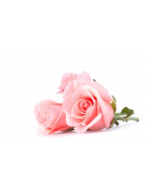  ROSE ( MAROC) ABSOLUT EĻĻA