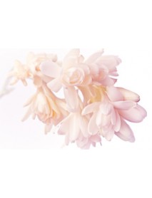 TUBEROSE ABSOLUTE EĻĻA