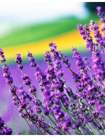 Lavanda ēteriskā eļļa