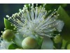 LEMON  MYRTLE  ESSENTIAL  OIL 