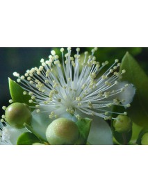 LEMON  MYRTLE  ESSENTIAL  OIL 