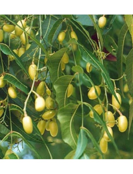 Nīma eļļa