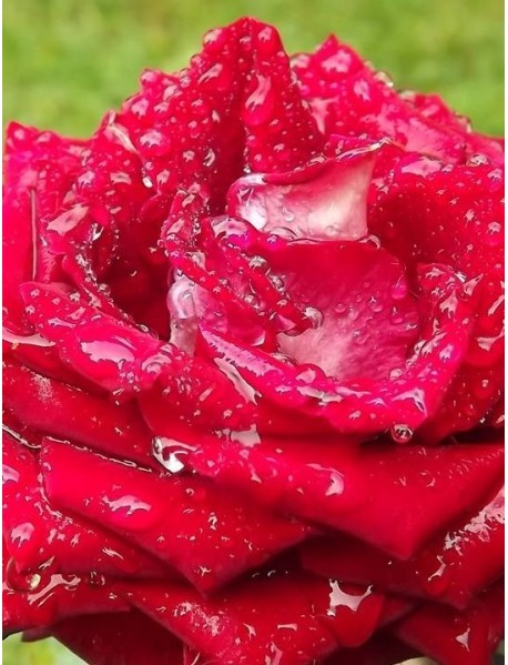 Damaskas rozes eļļa 20% žožobas eļļā.