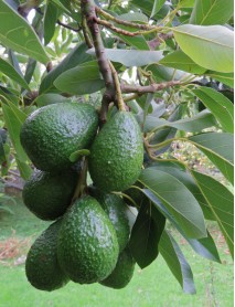 Avokado eļļa