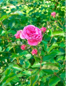 Damaskas Rozes ēteriskās eļļa