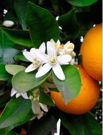 Neroli ēteriskā eļļa